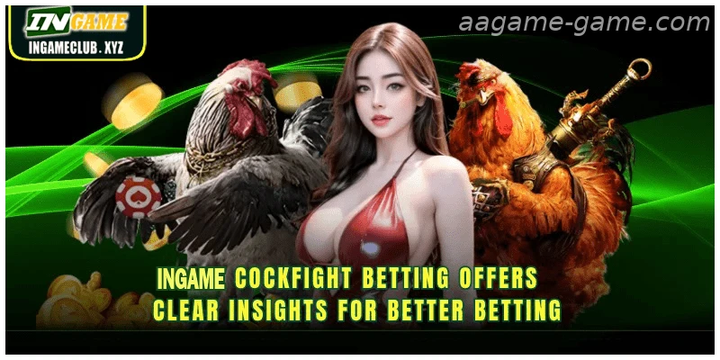 AAGAME cockfight betting offers clear insights for better betting
