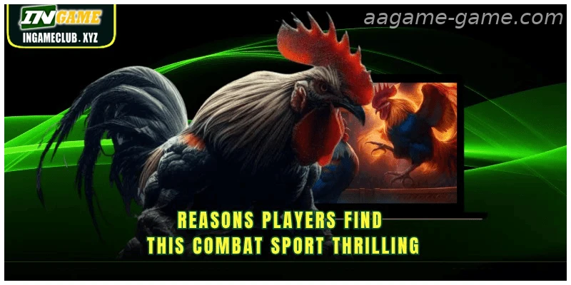 The ultimate Sabong betting experience